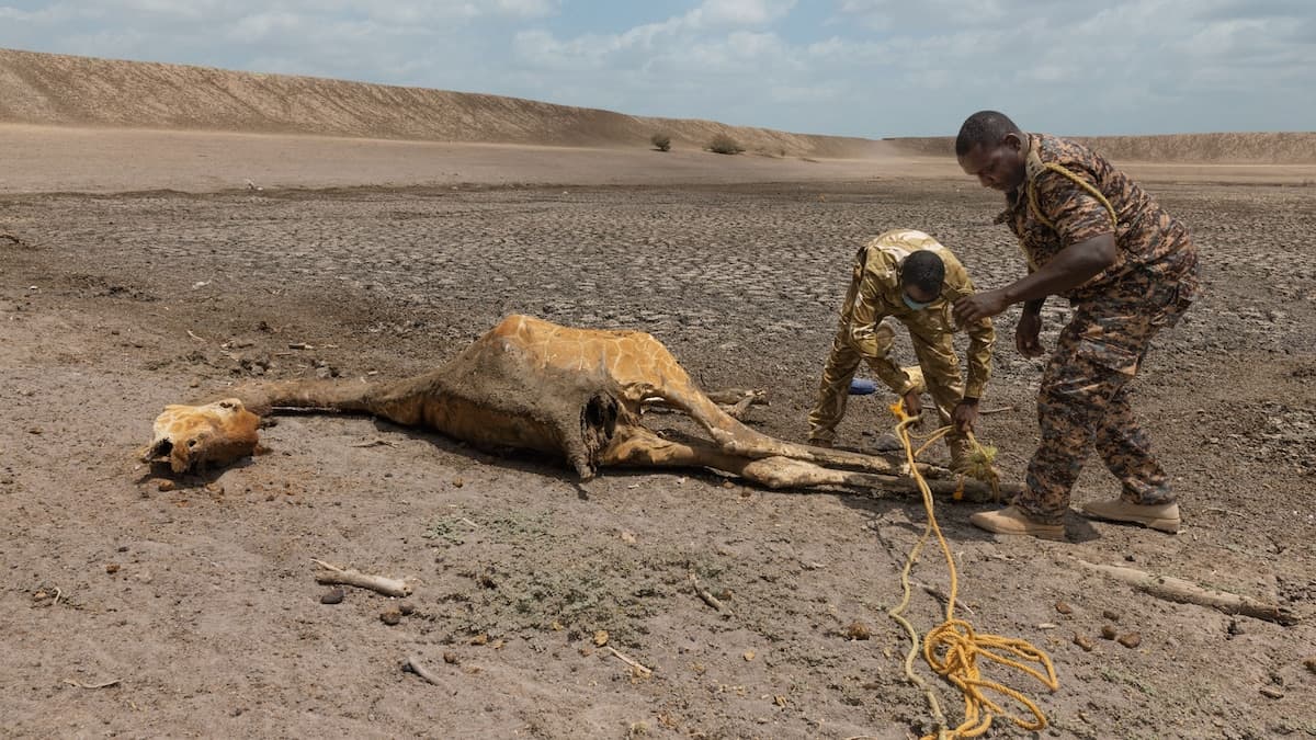 As Drought Worsens, Can Kenyan Communities Coexist With Native Wildlife?