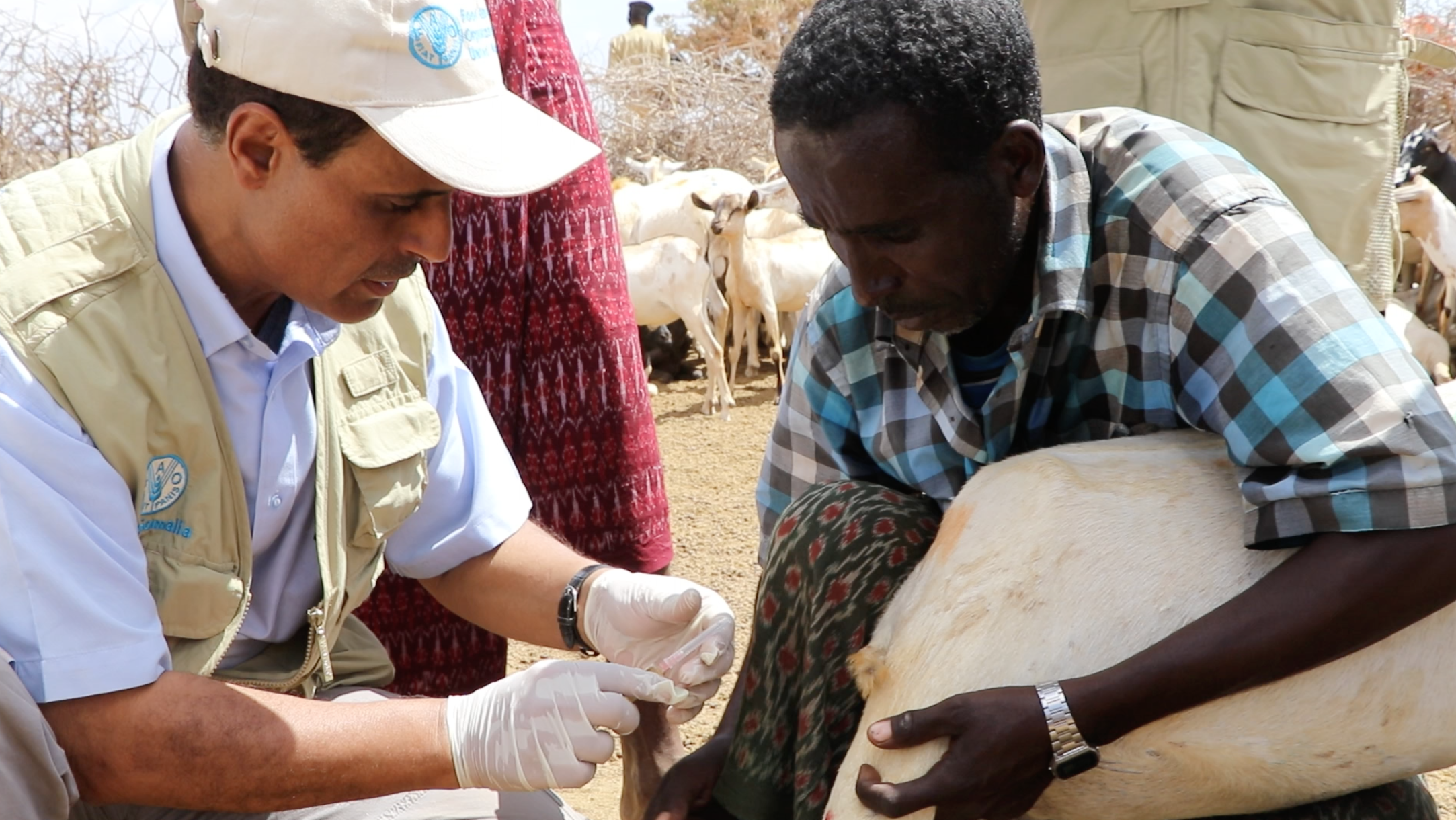 Somalia Drought Decimates Livestock – Voice of America (image)