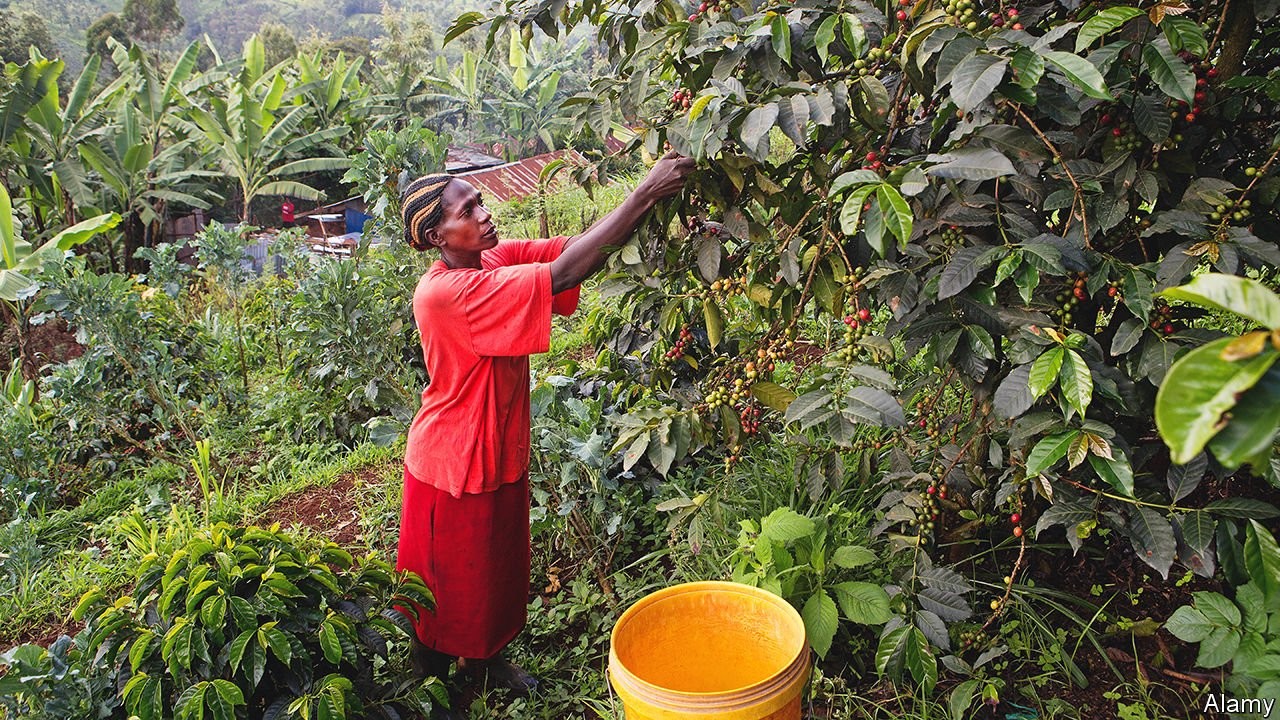 Why global warming threatens east African coffee – The Economist (image)